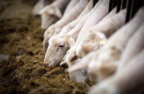Eυλογιά στη Θεσσαλία: Χιλιάδες θανατώσεις, εγκατάλειψη και απόγνωση